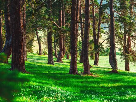 Forest landscape and morning fog in spring.の写真素材