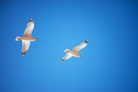 Flying seagull bird on blue sky.の写真素材