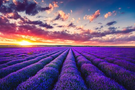 Lavender field at sunset with beautiful cloudscapeの写真素材