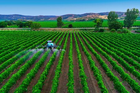 Tractor spraying vines over vineyard in Europe.の写真素材