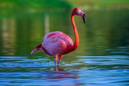 Flamingo standing in lake, beautful sunset shotの写真素材