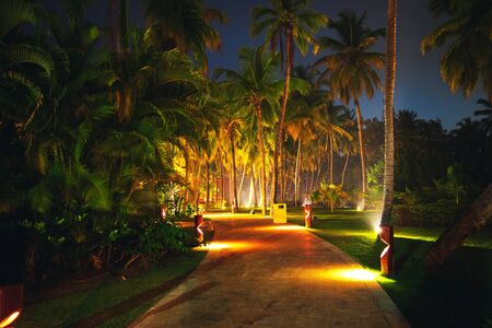 Tropical Night Sky, Coconut palm trees and starsの写真素材