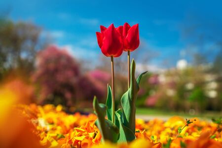 Beautiful flowers. Red tulips in a garden in the park.