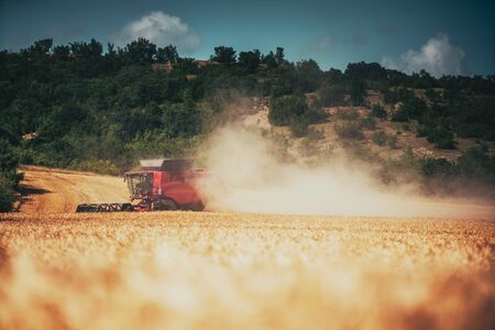 Combine harvester agriculture machine harvesting golden ripe wheat field