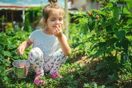 Little girl picking raspberries on a farm field. Kid enjoying the taste of organic fruits.の写真素材