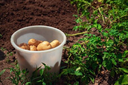 Horticulture. Harvest of fresh organic potatoes in the garden with full basketの写真素材