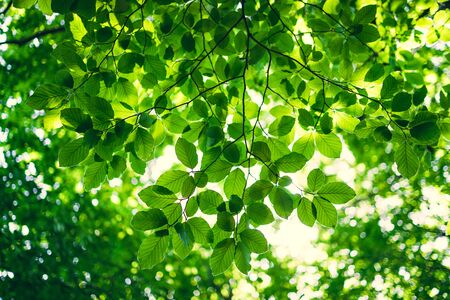 Shining sun  through a fresh green leaves of the maple tree in springtime.