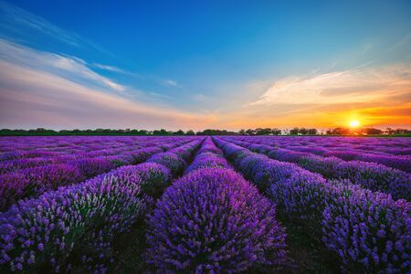 Lavender flower in the field.の写真素材