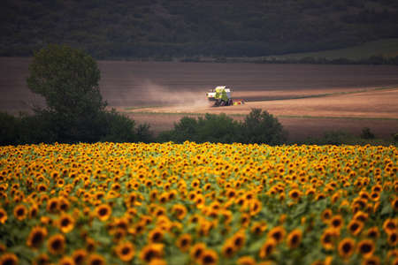 Combine harvester agriculture machine harvesting golden ripe wheat field