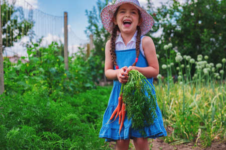 Beautiful little child with carrots in garden. Girl farmer, horticulture.の写真素材