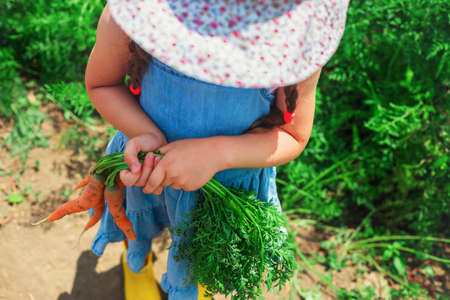 Beautiful little child with carrots in garden. Girl farmer, horticulture.の写真素材