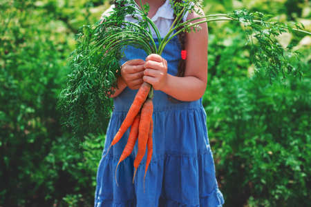 Beautiful little child with carrots in garden. Girl farmer, horticulture.の写真素材