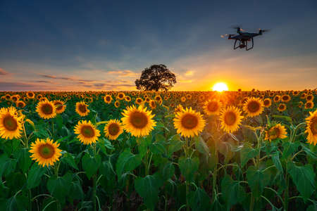 Flying drone and sunflower wheat fieldの写真素材