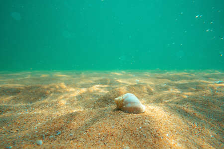 Black Sea rapan in algae walks on the sand, underwater viewの写真素材