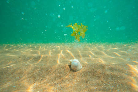 Black Sea rapan in algae walks on the sand, underwater viewの写真素材