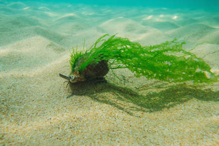 Black Sea rapan in algae walks on the sand, underwater viewの写真素材