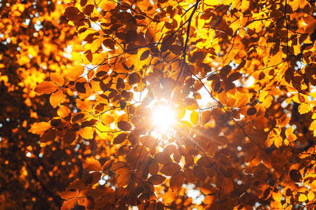 Shining sun  through a fresh yellow leaves of the maple tree in autumn.の写真素材