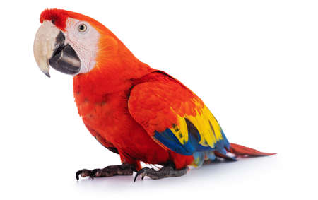 Macaw Parrot isolated on white backgroundの写真素材