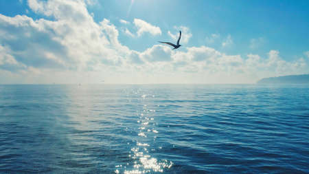 Beautiful  sunrise view over ocean waves and flying seagull bird, aerial hdr viewの写真素材