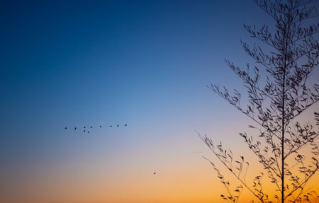 Sunset in sky, flying birds and tree crown, nature landscapeの写真素材