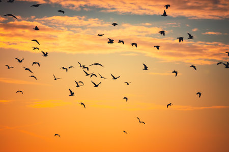 Flying birds and sunset sky with cloudsの写真素材