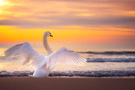 White swans in the sea,sunrise shotの写真素材