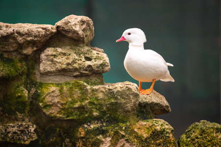 Duck bird. Animals in a zoo.の写真素材