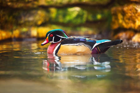 Duck bird in a lakeの写真素材