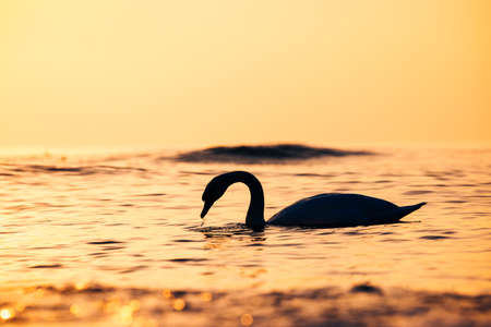 Silhouette of white swan in the sea,sunrise shotの写真素材