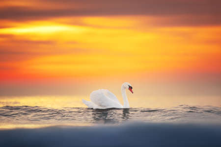 White swans in the sea,sunrise shotの写真素材