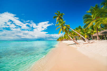 Palm trees on the tropical beach, Dominican Republic, Punta Cana, Saona Islandの写真素材