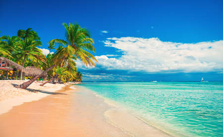Palm trees on the tropical beach, Dominican Republicの写真素材