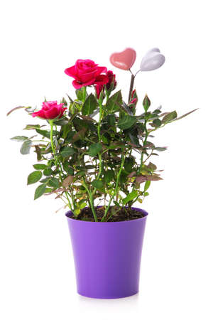 Rose plant in pot isolated on white backgroundの写真素材