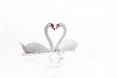 Heart shape of white swans in the sea, loveの写真素材