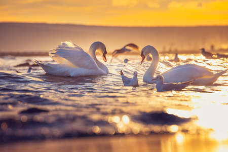 White swans in the sea,sunrise shotの写真素材