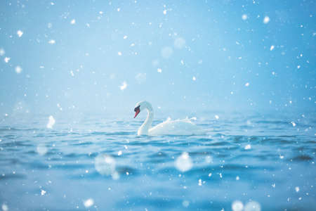 Lonely white swan swimming on the sea, winter scene with snowの写真素材