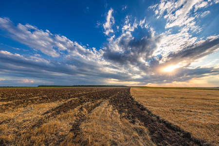 Yellow rape field with blue sunset skyの写真素材