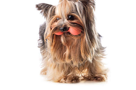Yorkshire terrier, dog isolated on whiteの写真素材