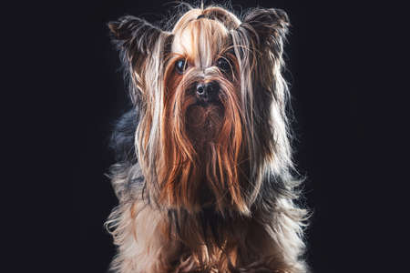 Yorkshire terrier, dog isolated on blackの写真素材