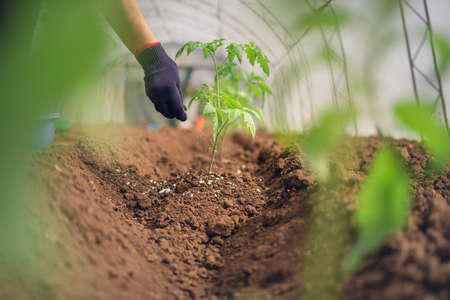 Fertilizing Tomatoes plant in greenhouse, homegrown organic vegetables.の写真素材