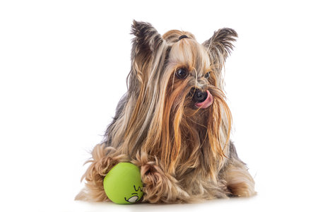 Yorkshire terrier, dog isolated on whiteの写真素材