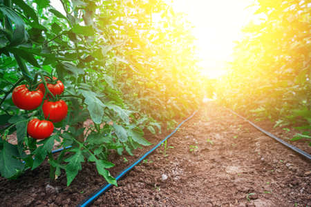 Tomatoes in a Greenhouse. Horticulture. Vegetables.の写真素材