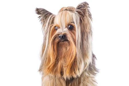 Yorkshire terrier, dog isolated on whiteの写真素材