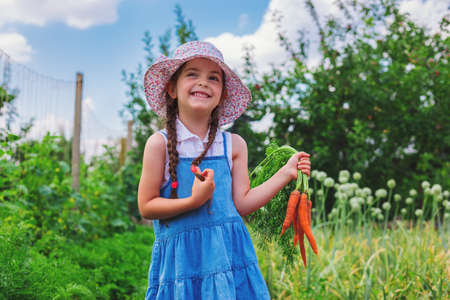 Beautiful little child with carrots in garden. Girl farmer, horticulture.の写真素材