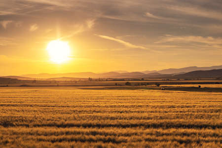 Sunset over wheat fieldの写真素材