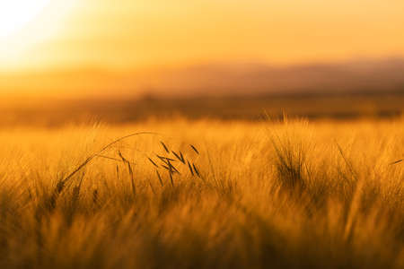 Sunset over wheat fieldの写真素材