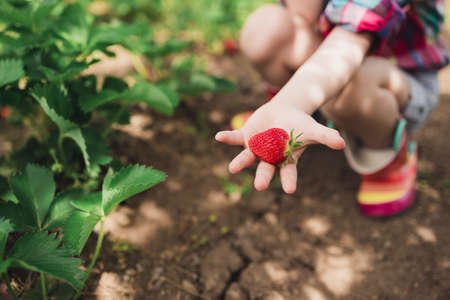 Little girl picking strawberry on a farm field.  Strawberry in a kid hand against background of flowers.の写真素材