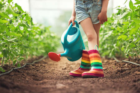 Little girl, young farmer with colorful boots touching tomato plants leaves in greenhouseの写真素材