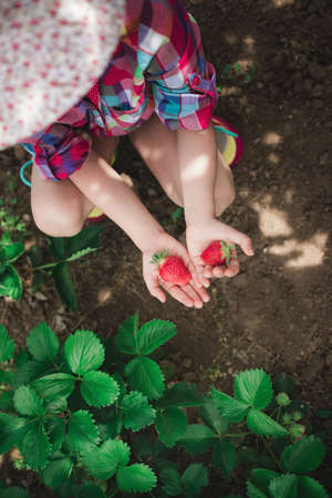 Little girl picking strawberry on a farm field.  Strawberry in a kid hand against background of flowers.の写真素材