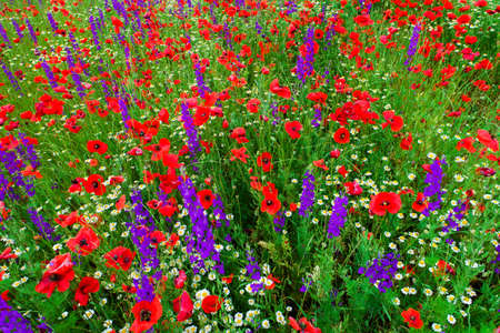 Field of bright red poppy flowers in summerの写真素材